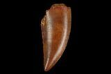 Serrated, Raptor Tooth - Real Dinosaur Tooth #124268-1